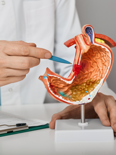 Modello anatomico dello stomaco, spiegazione medica.